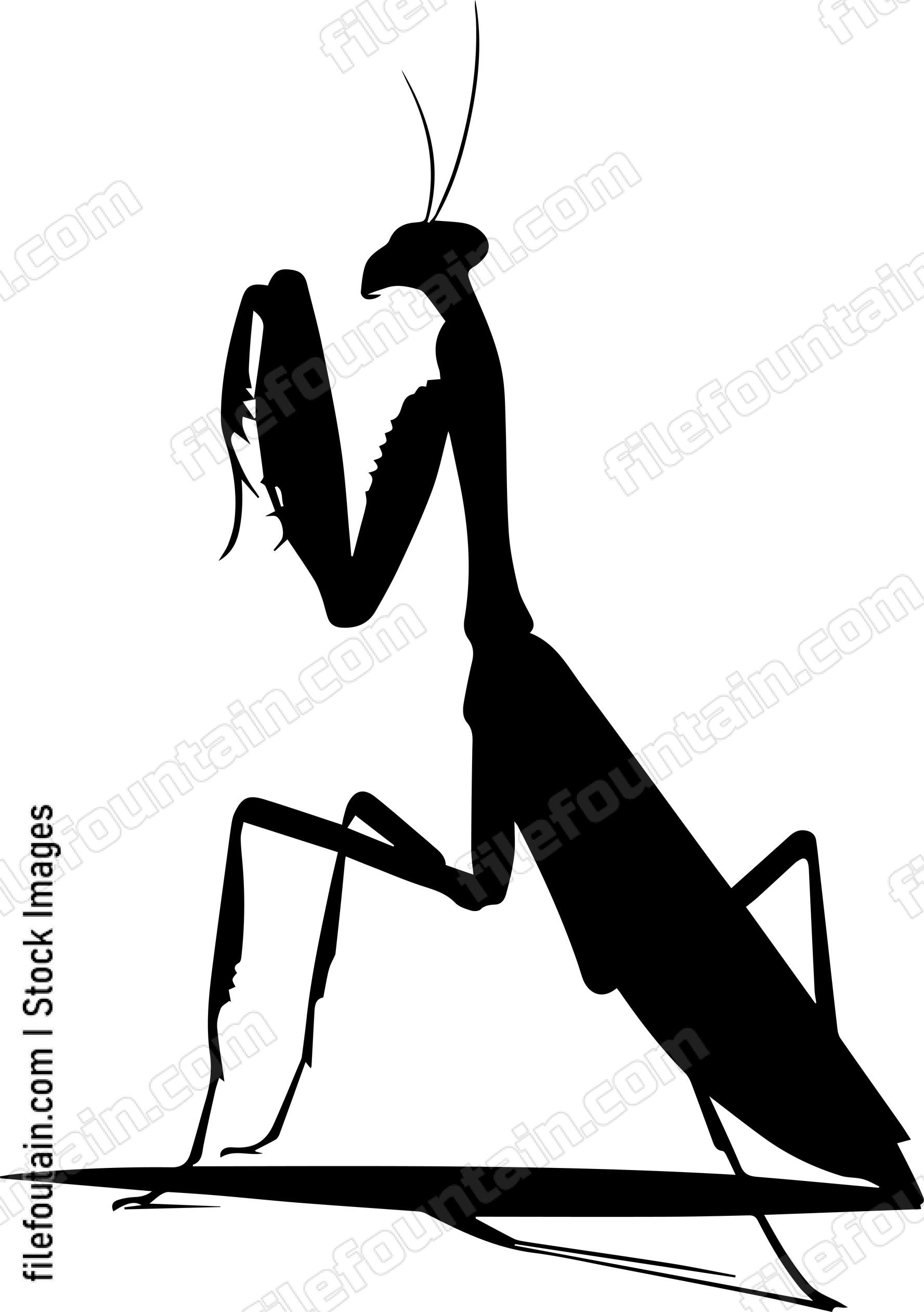 Praying Mantis