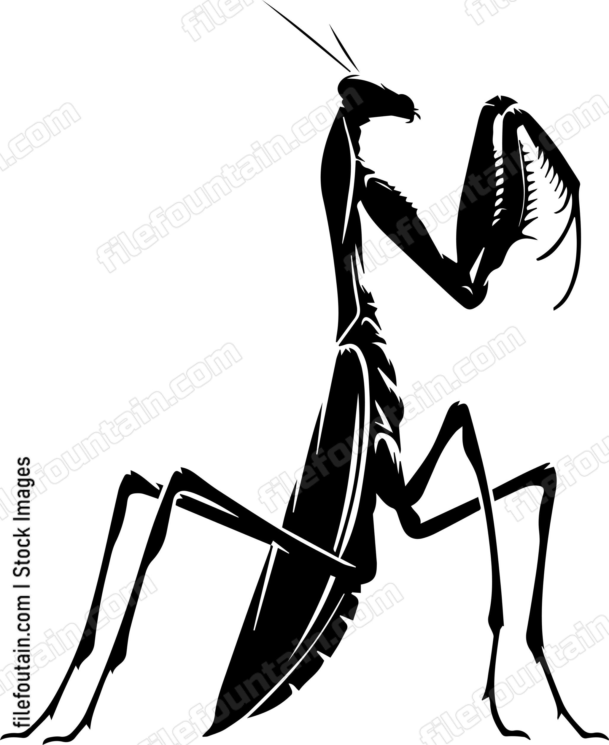 Praying Mantis