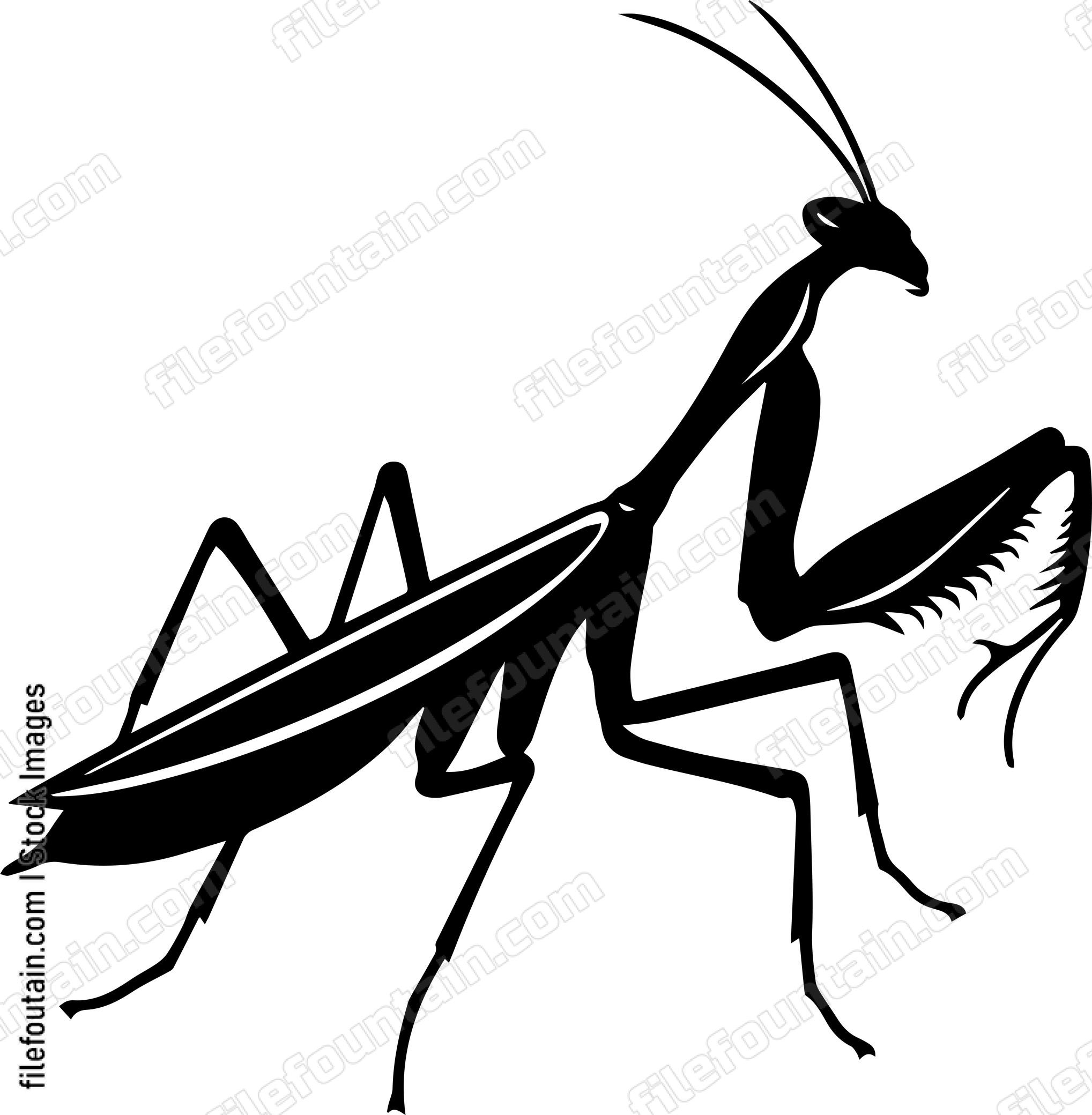 Praying Mantis