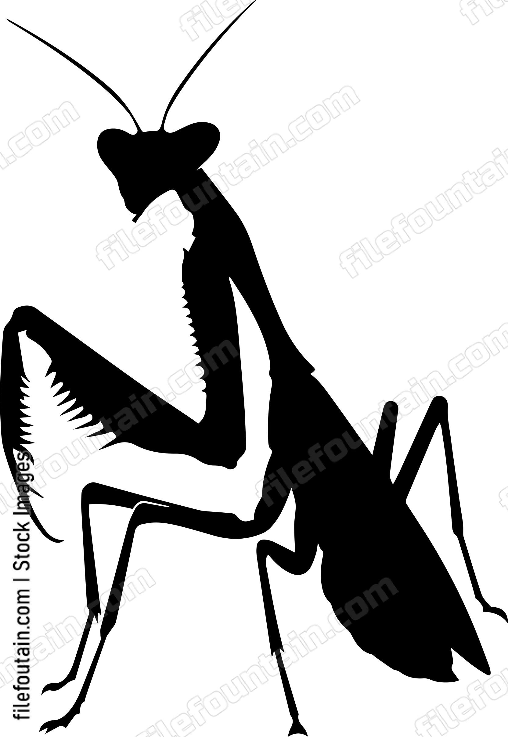 Praying Mantis