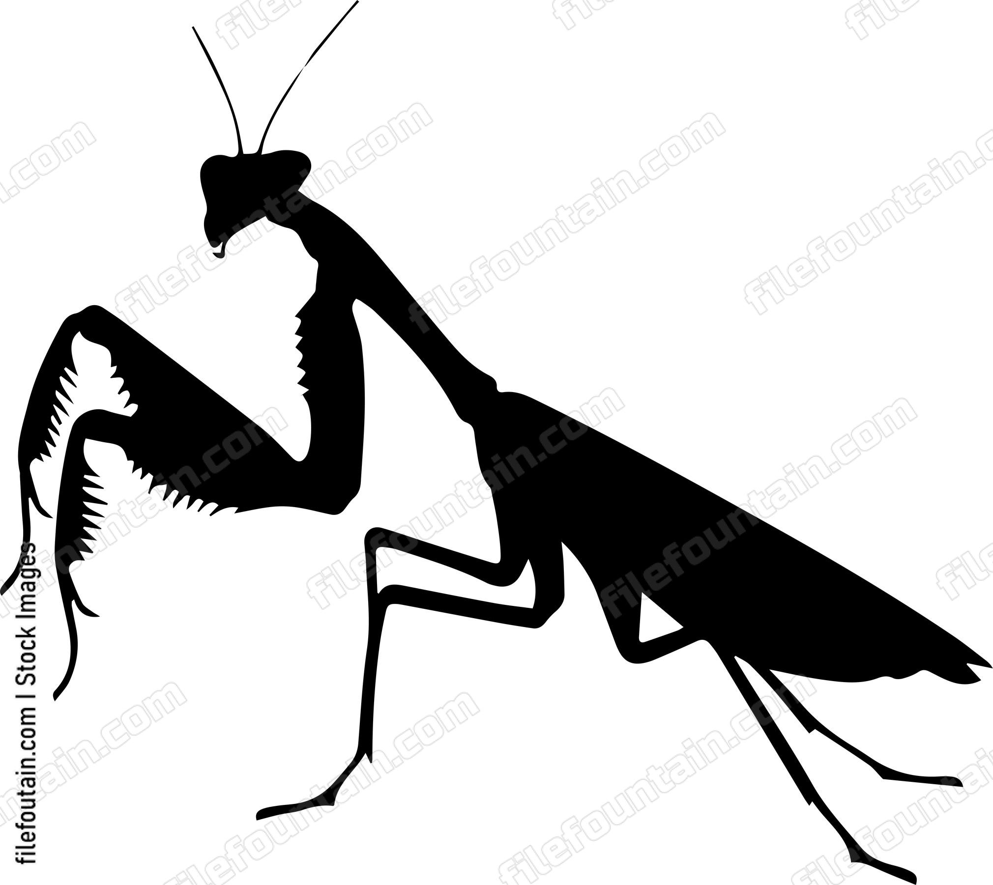 Praying Mantis