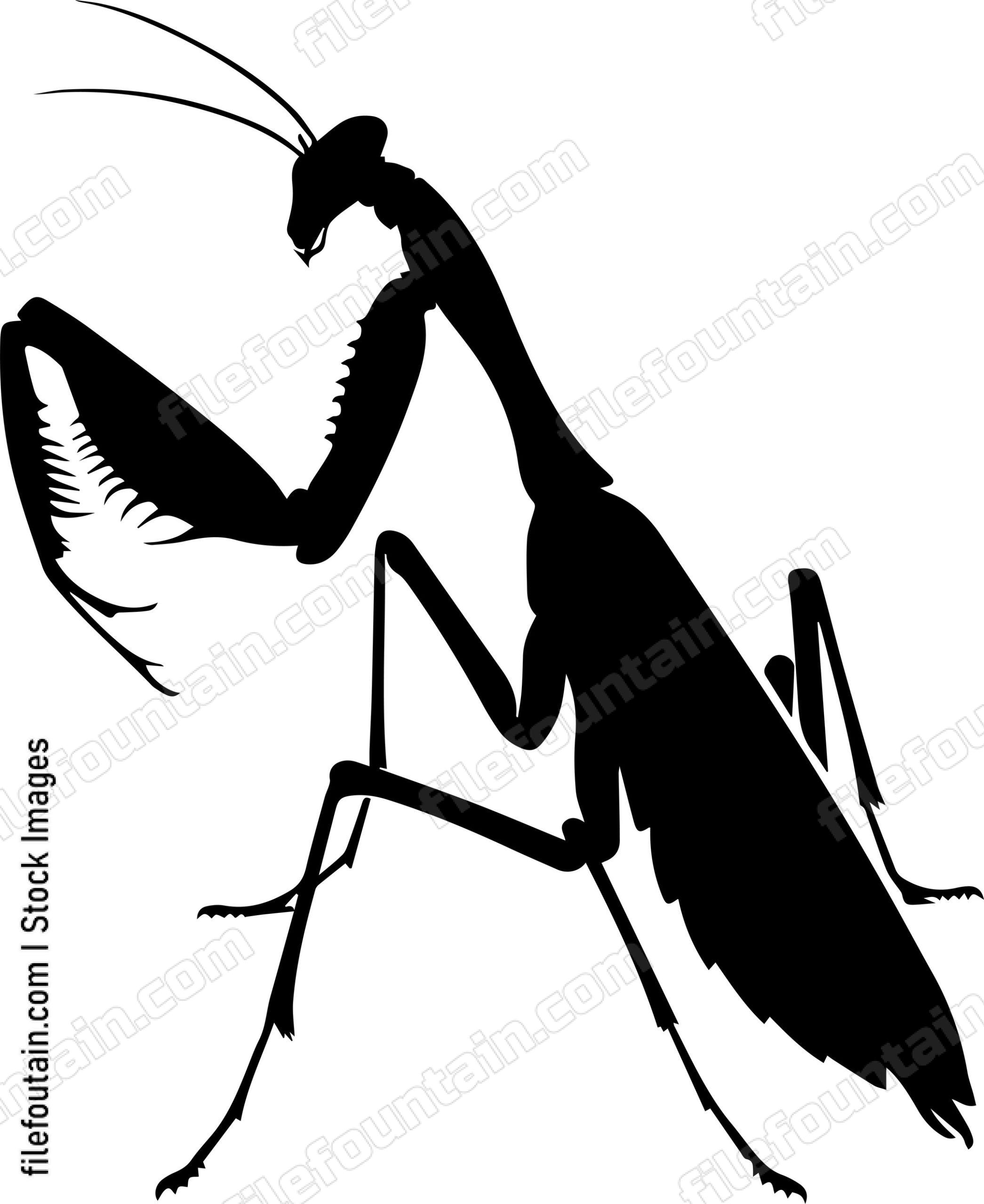 Praying Mantis
