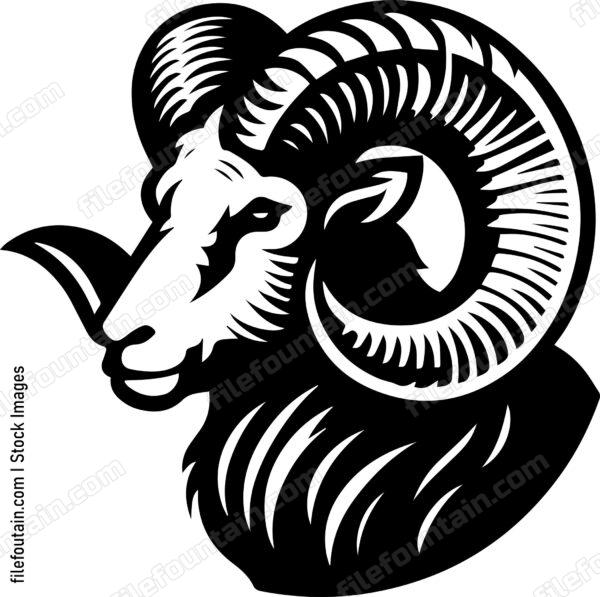 Ram