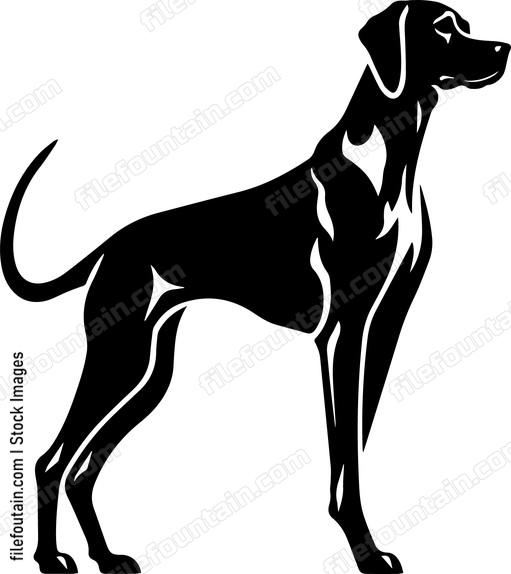 Rhodesian Ridgeback
