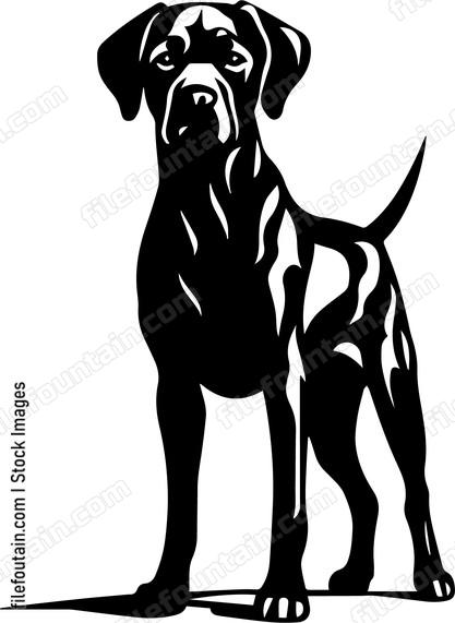 Rhodesian Ridgeback