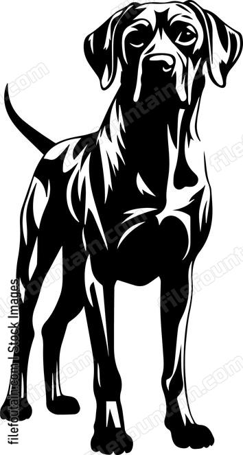 Rhodesian Ridgeback