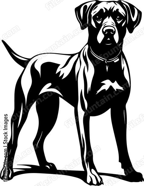 Rhodesian Ridgeback