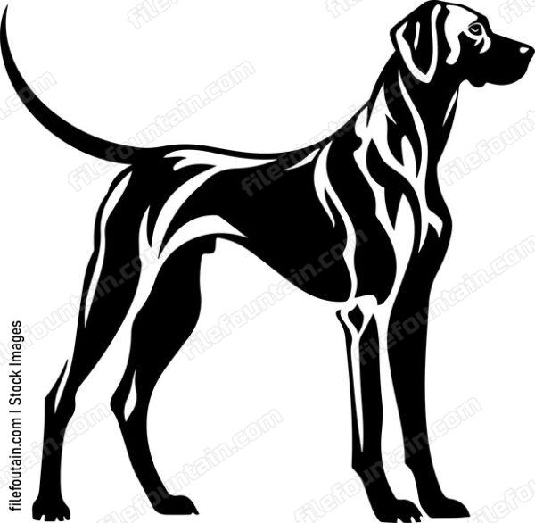 Rhodesian Ridgeback