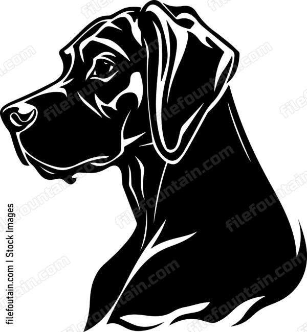 Rhodesian Ridgeback