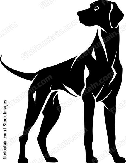 Rhodesian Ridgeback