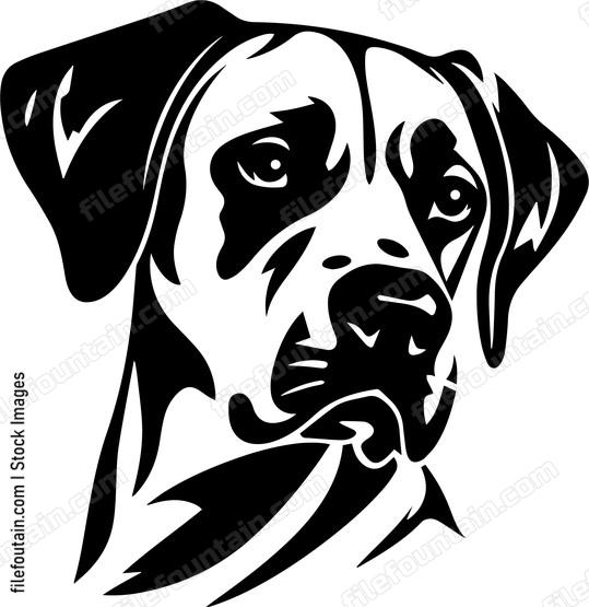 Rhodesian Ridgeback