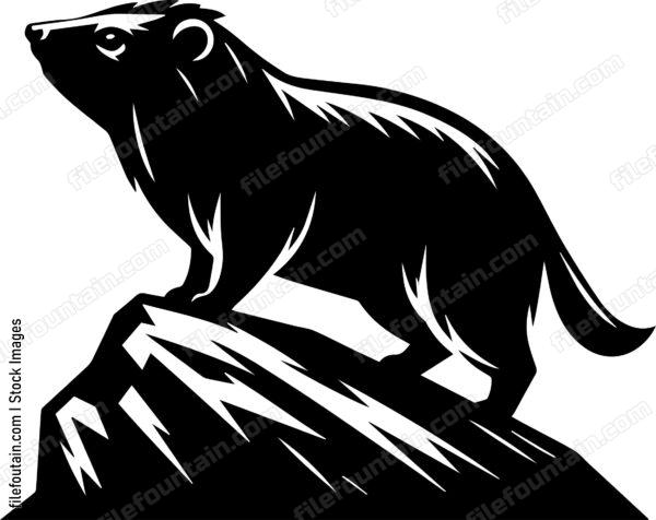 Rock Hyrax
