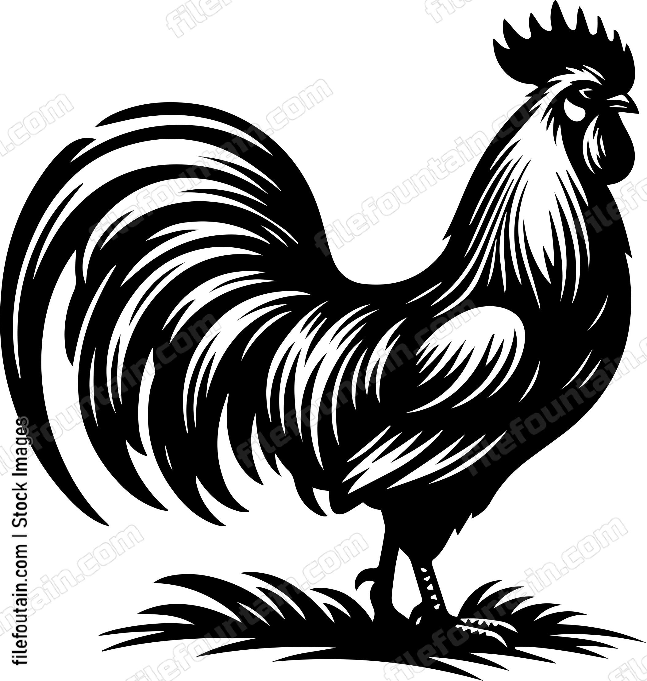 Rooster