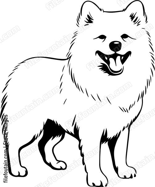 Samoyed