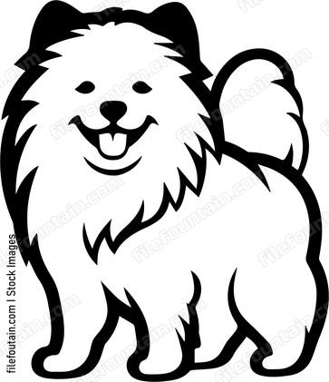 Samoyed