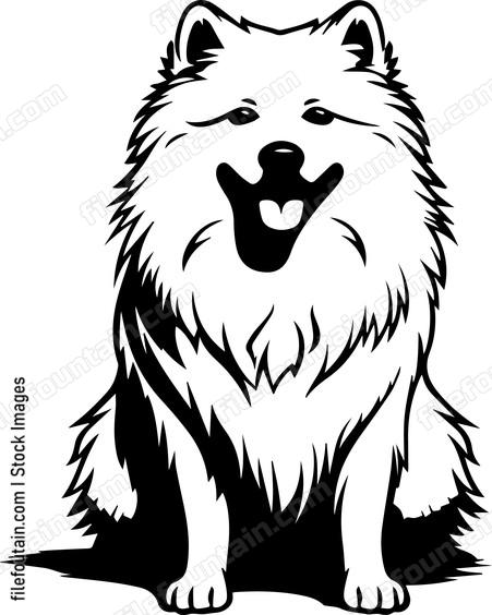 Samoyed