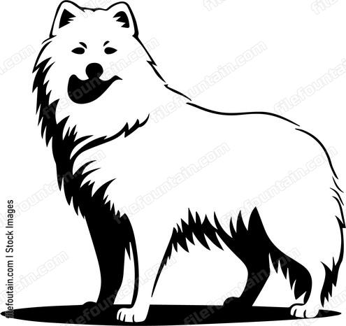 Samoyed