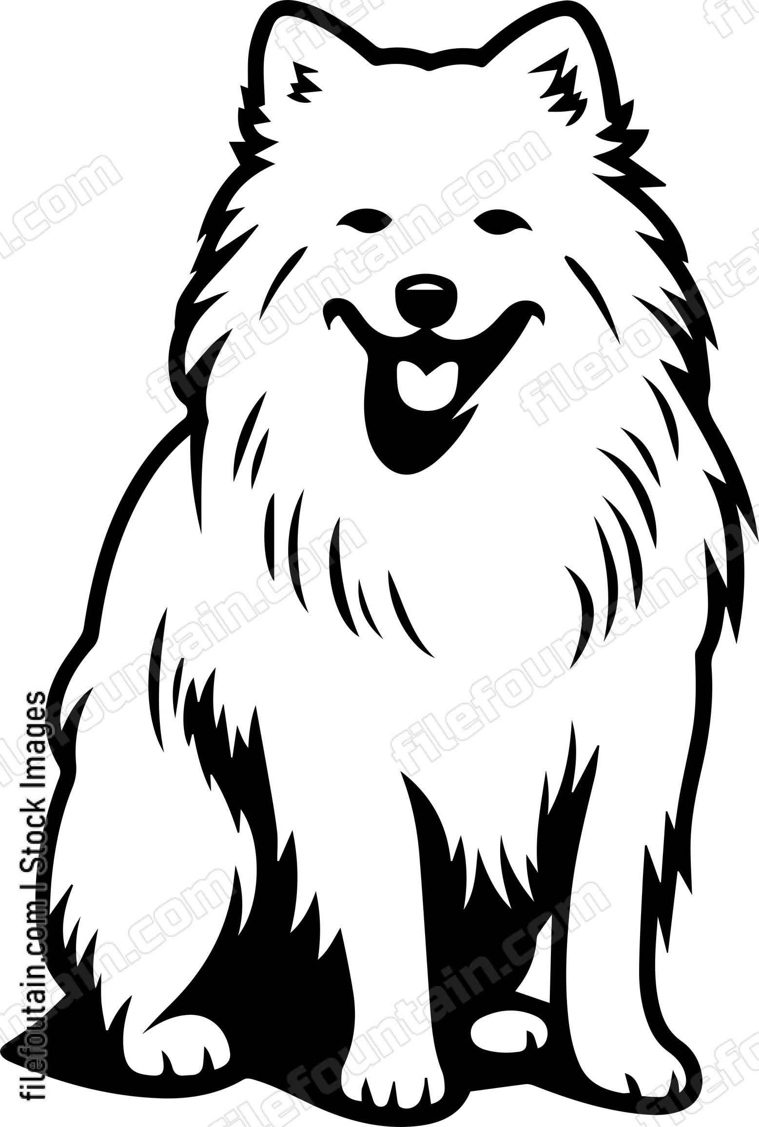 Samoyed