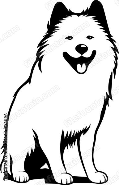Samoyed