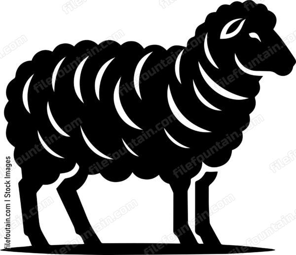 Sheep
