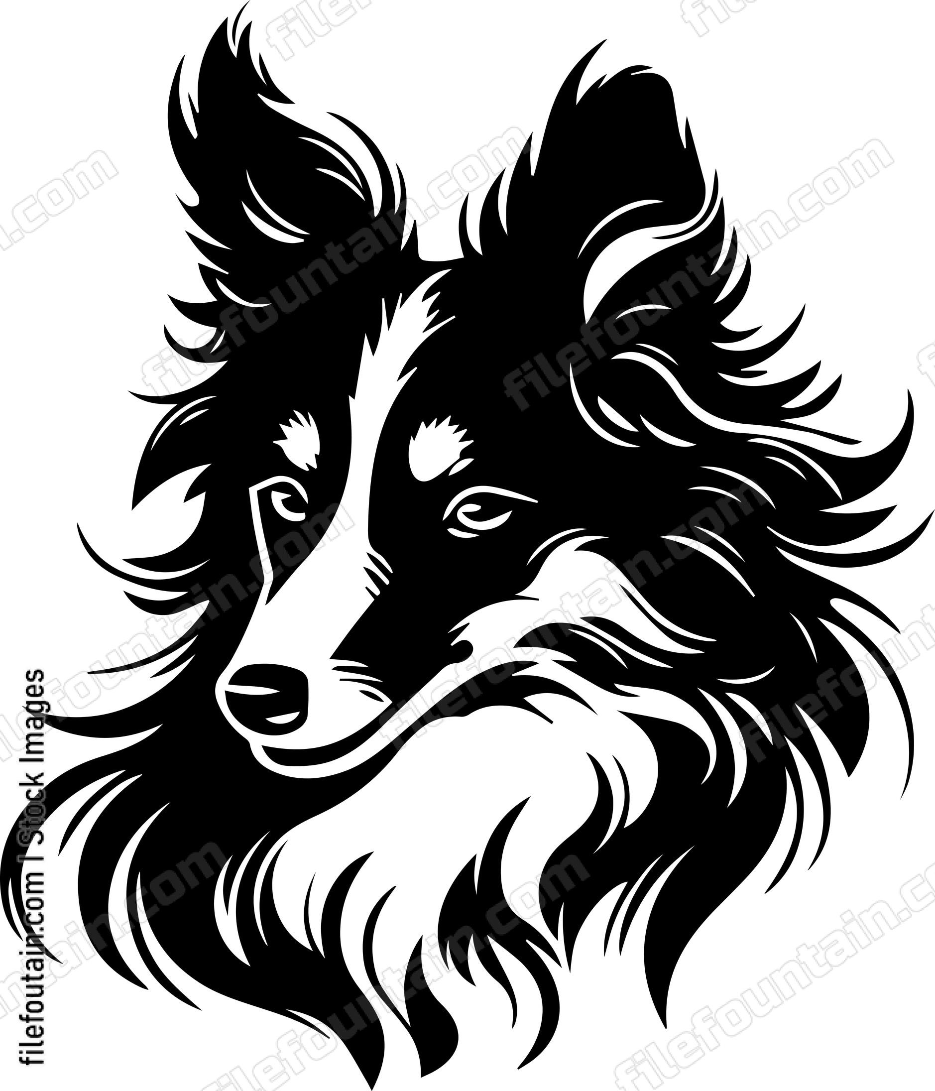 Shetland Sheepdog