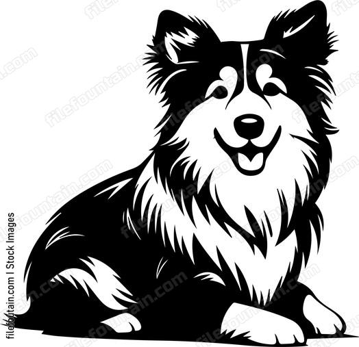 Shetland Sheepdog