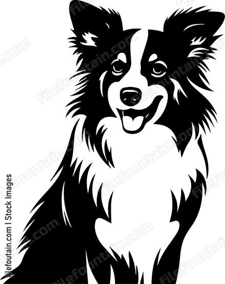 Shetland Sheepdog