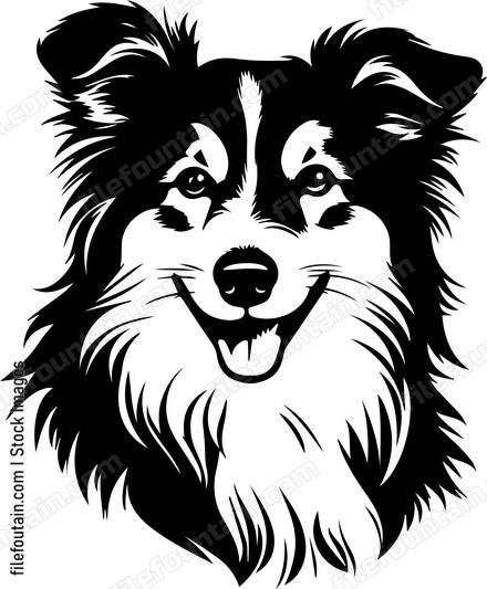 Shetland Sheepdog