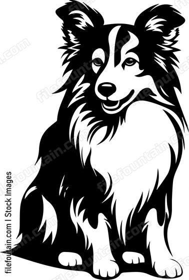 Shetland Sheepdog
