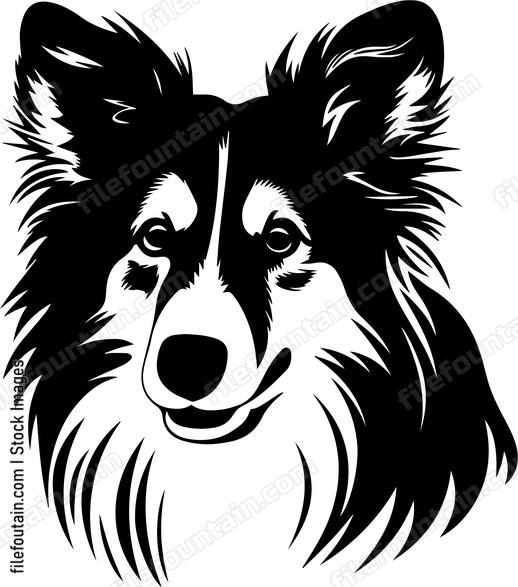 Shetland Sheepdog