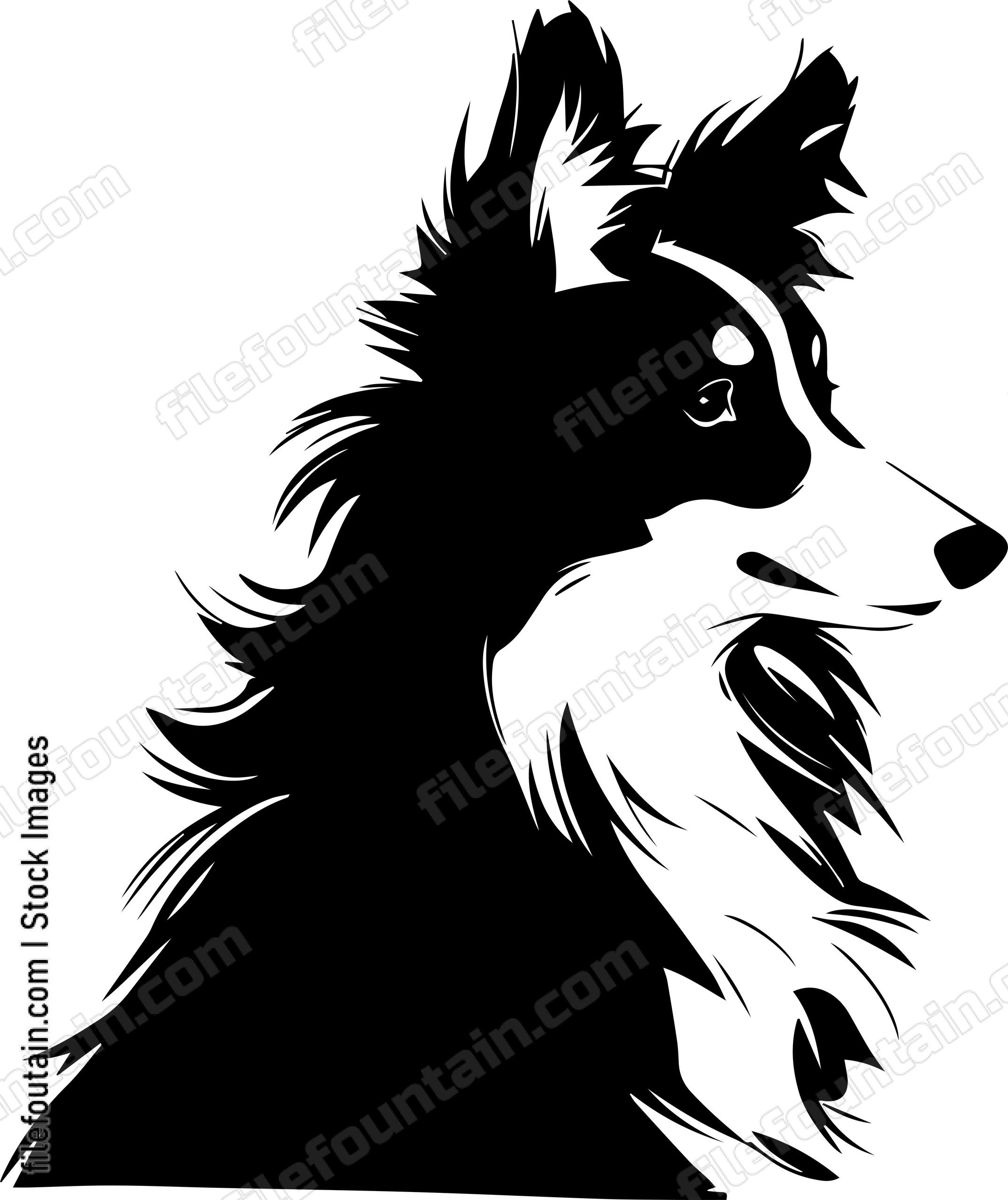 Shetland Sheepdog