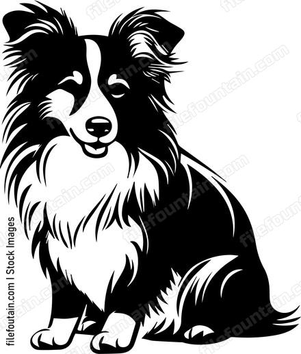 Shetland Sheepdog
