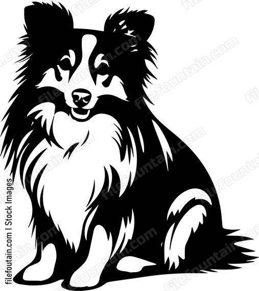 Shetland Sheepdog
