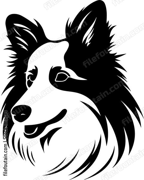 Shetland Sheepdog