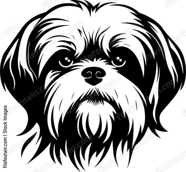 Shih Tzu