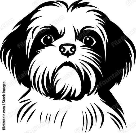 Shih Tzu