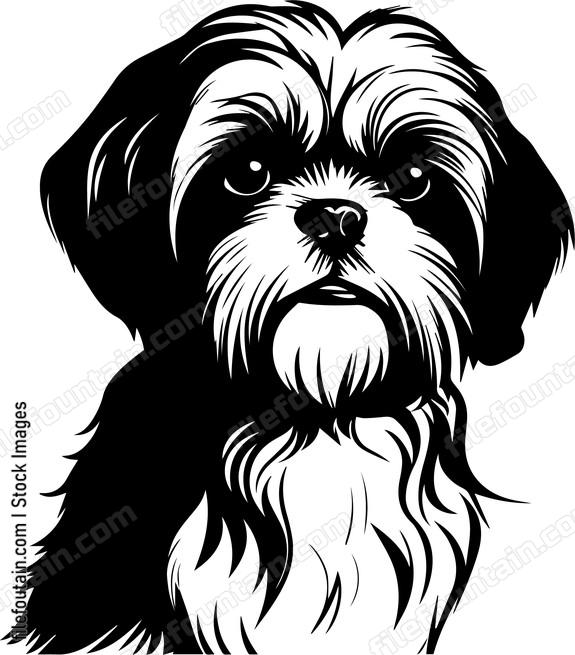 Shih Tzu