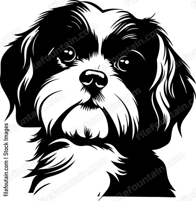 Shih Tzu