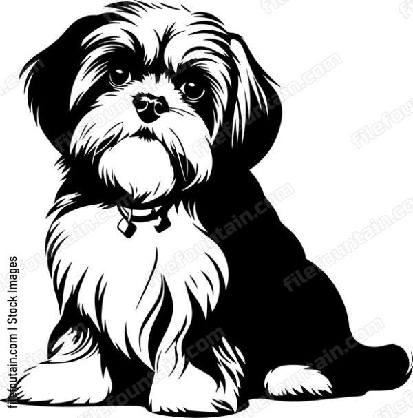 Shih Tzu