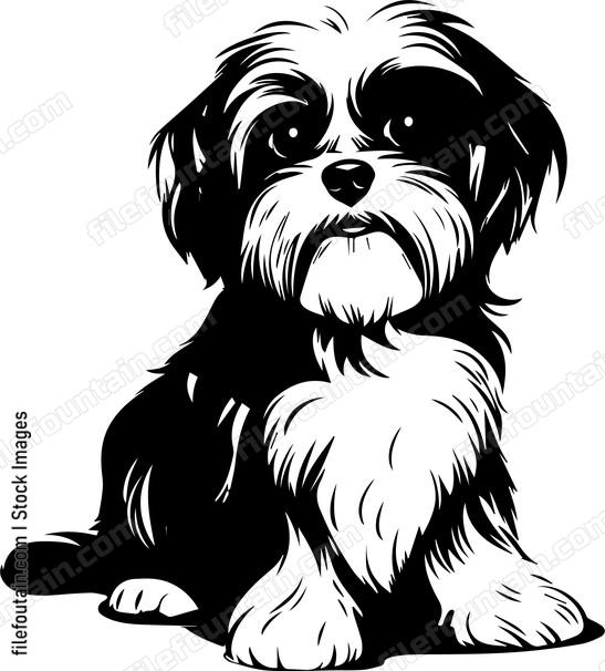 Shih Tzu