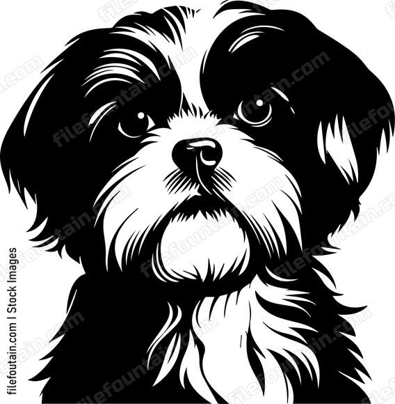 Shih Tzu