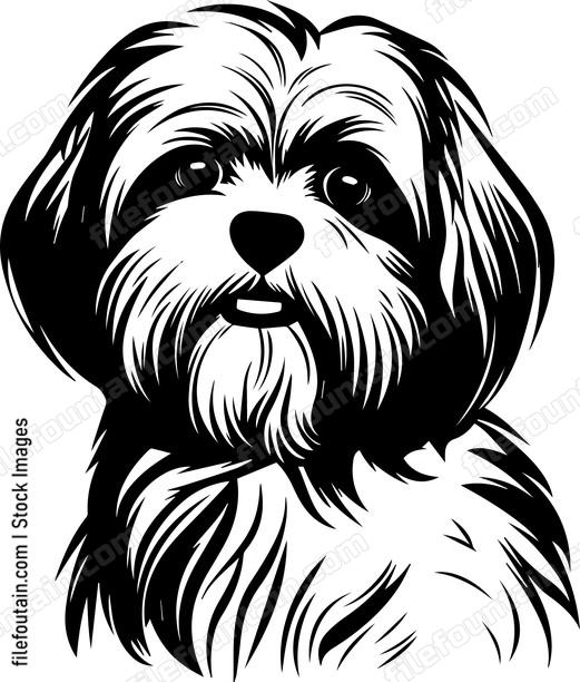 Shih Tzu