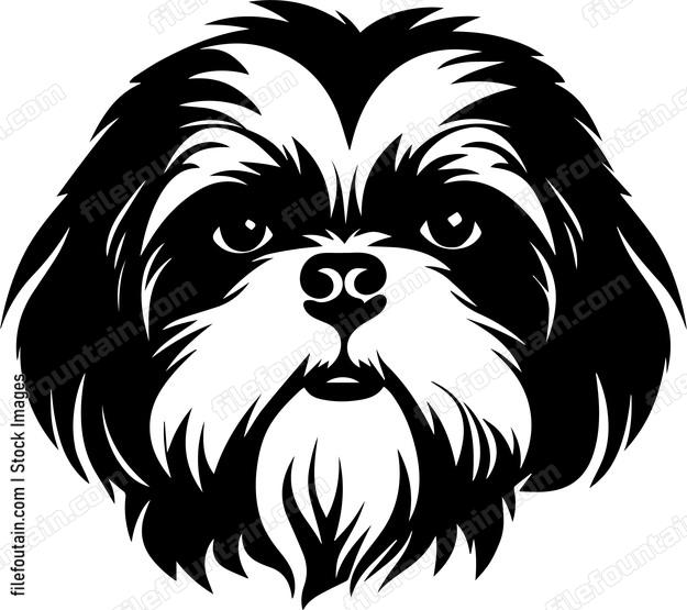 Shih Tzu