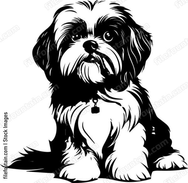 Shih Tzu