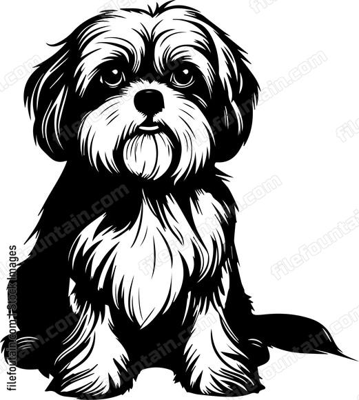 Shih Tzu