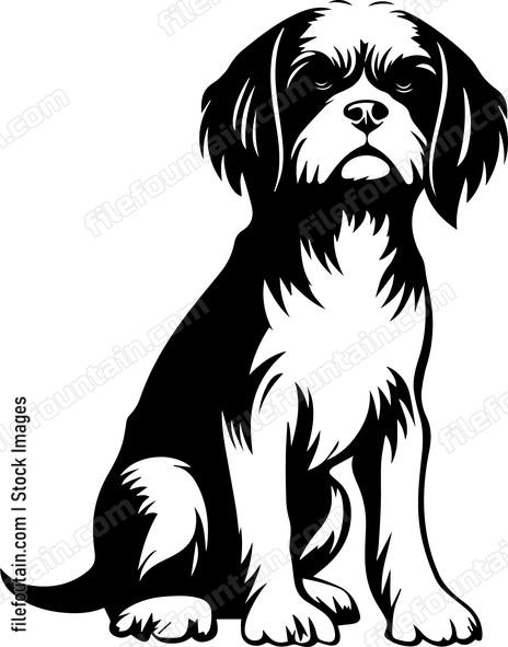 Shih Tzu