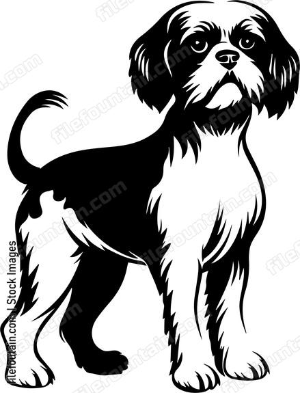 Shih Tzu