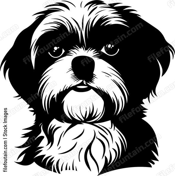 Shih Tzu