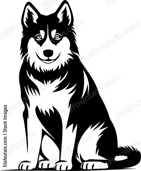 Siberian Husky