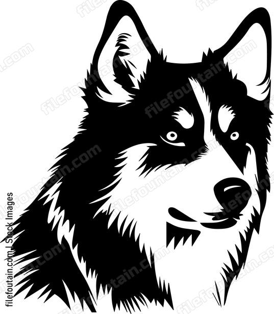Siberian Husky
